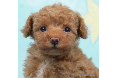 成約済の千葉県のタイニープードル-225160の3枚目